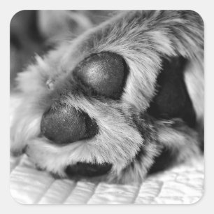 Golden Retriever Polar Paws Quadratischer Aufkleber