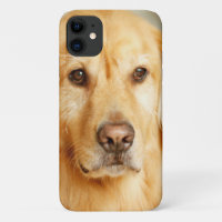 Golden Retriever Portrait