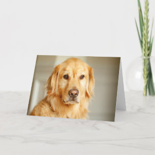 Golden Retriever Portrait Karte