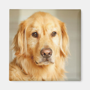 Golden Retriever Portrait Magnet