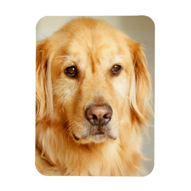Golden Retriever Portrait Magnet (Vertikal)