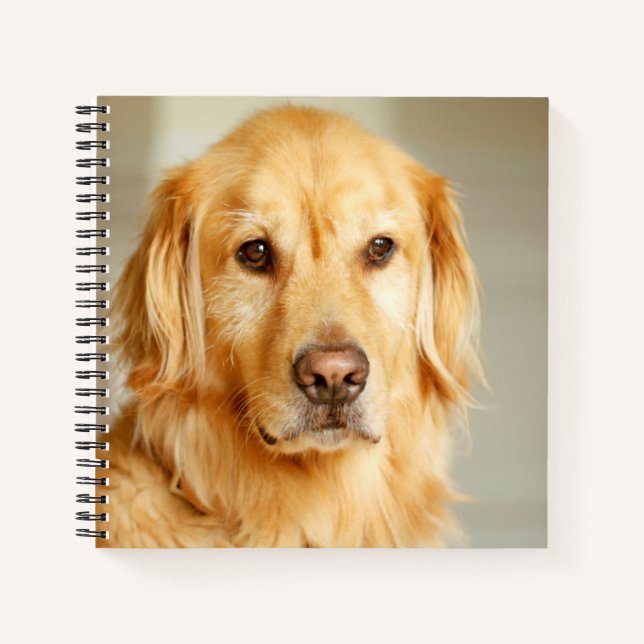 Golden Retriever Portrait Notizbuch (Vorderseite)