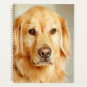 Golden Retriever Portrait Planer