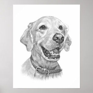 Golden Retriever Portrait Zeichnend Poster