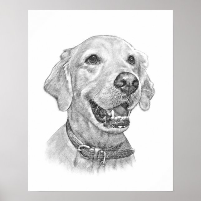 Golden Retriever Portrait Zeichnend Poster (Vorne)