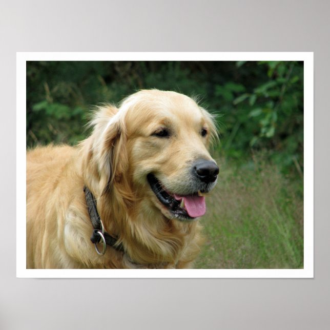 Golden Retriever Poster (Vorne)