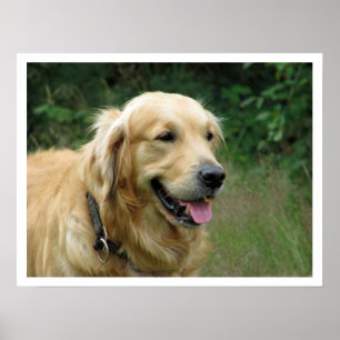 Golden Retriever Poster
