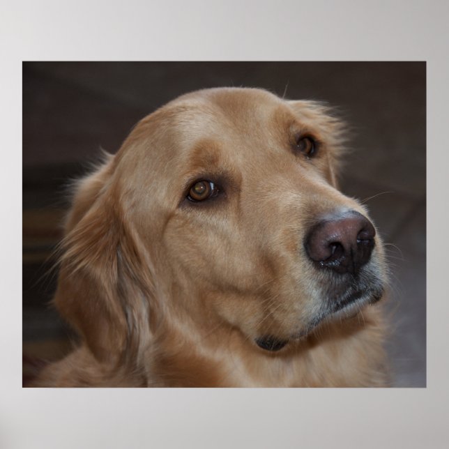 Golden Retriever Poster (Vorne)