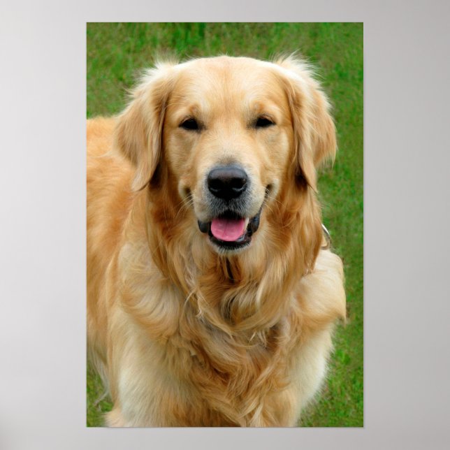 Golden Retriever Poster (Vorne)