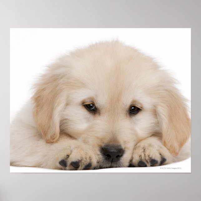 Golden Retriever Poster (Vorne)