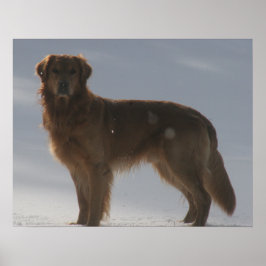 GOLDEN RETRIEVER POSTER