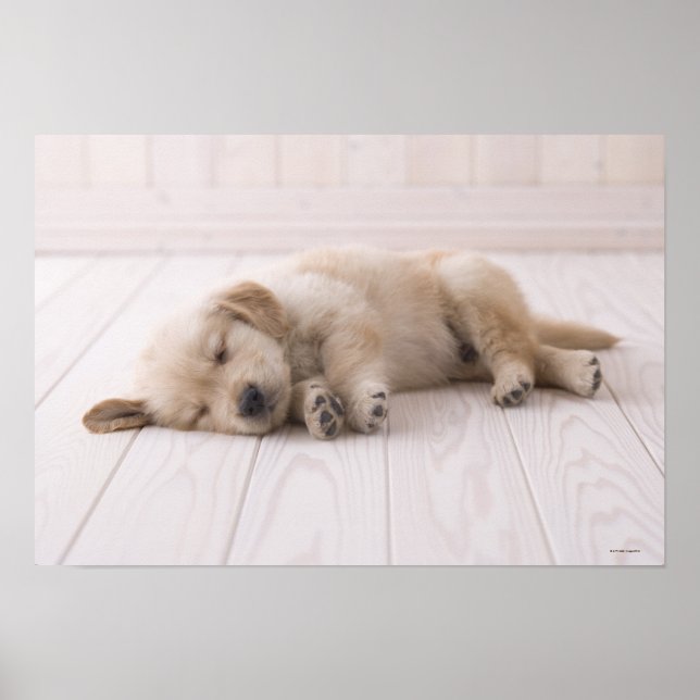 Golden Retriever Poster (Vorne)