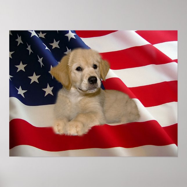 Golden Retriever Poster All American Puppy (Vorne)
