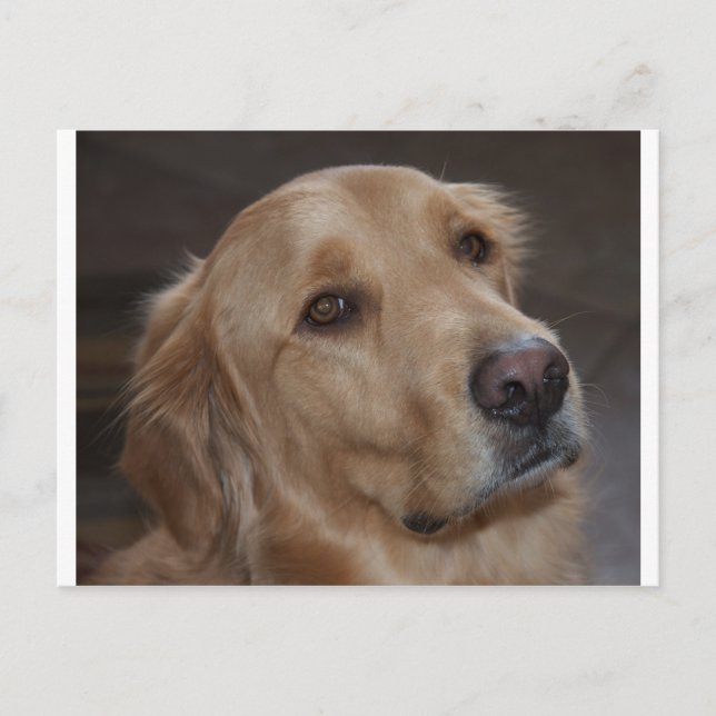 Golden Retriever Postkarte (Vorderseite)