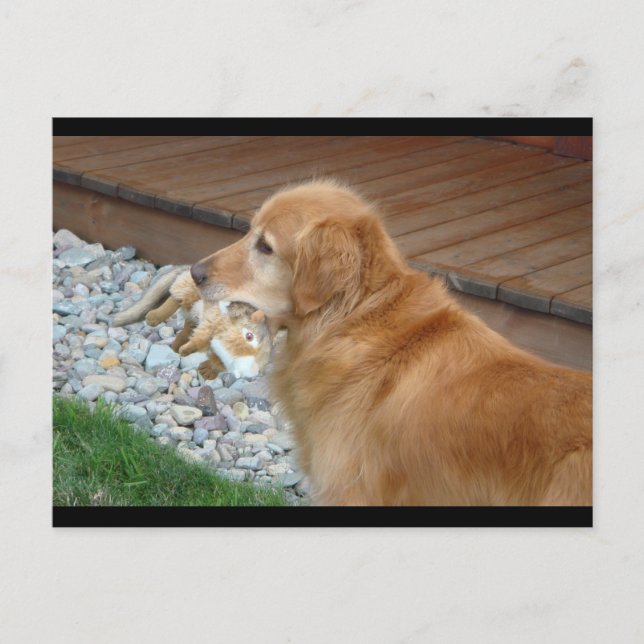 Golden Retriever Postkarte (Vorderseite)