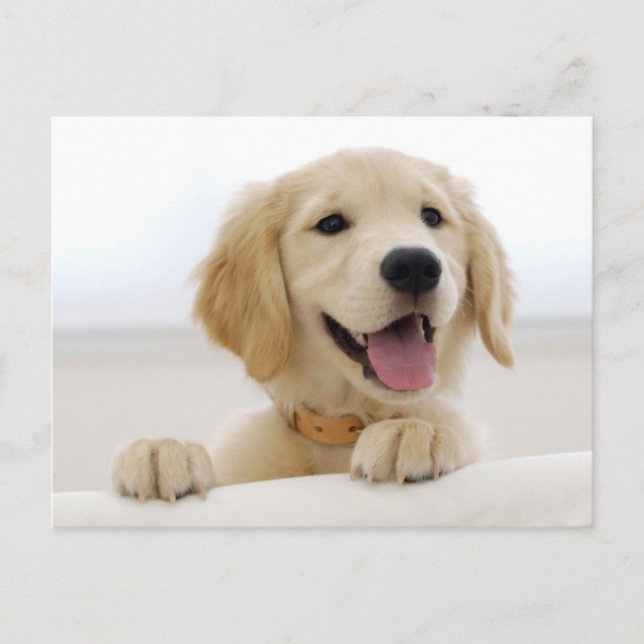 Golden Retriever Postkarte (Vorderseite)