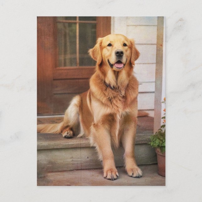 Golden Retriever Postkarte (Vorderseite)
