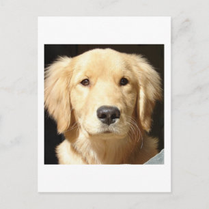 Golden Retriever Postkarte
