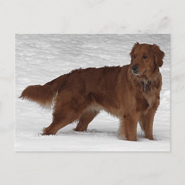 Golden Retriever Postkarte (Vorderseite)