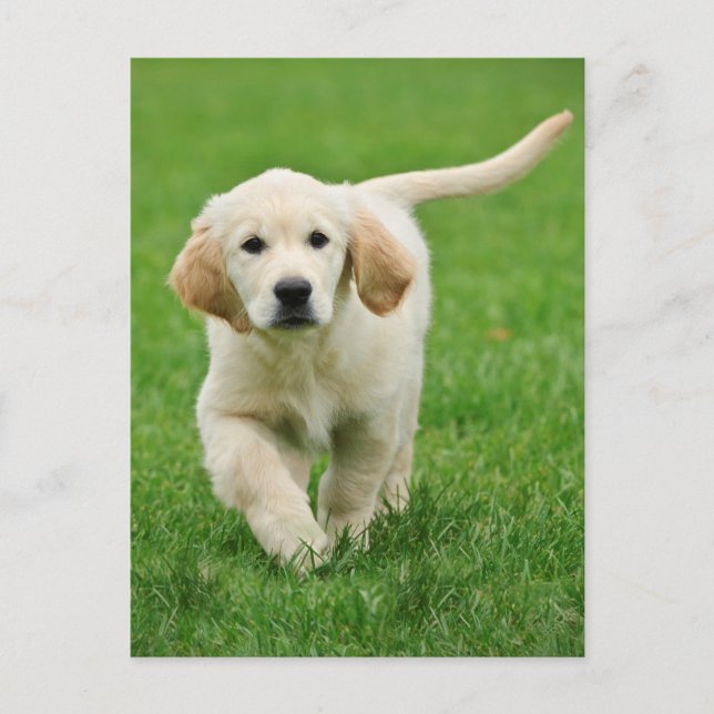 Golden Retriever Postkarte (Vorderseite)