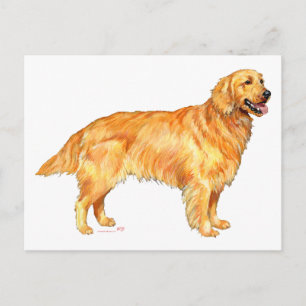 Golden Retriever Postkarte