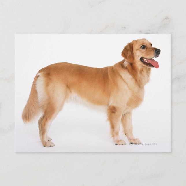 Golden Retriever Postkarte (Vorderseite)