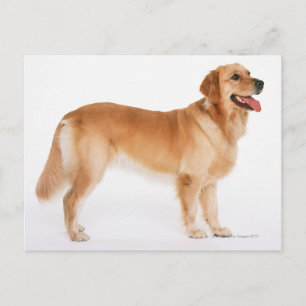 Golden Retriever Postkarte