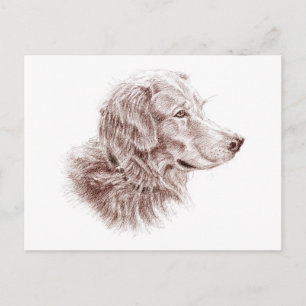 Golden Retriever Postkarte