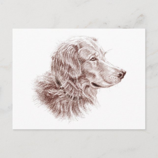 Golden Retriever Postkarte (Vorderseite)