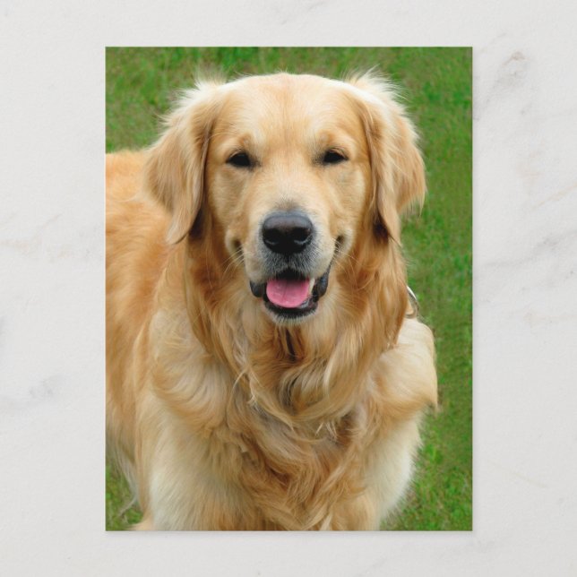 Golden Retriever Postkarte (Vorderseite)
