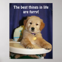 Golden Retriever Pup Best Ths in Life sind Furry