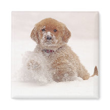 Golden Retriever Pup im Schnee