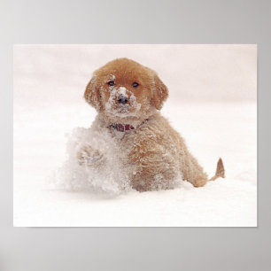 Golden Retriever Pup im Schnee Poster