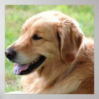 Golden Retriever Pup Poster Print