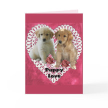 Golden Retriever Puppies