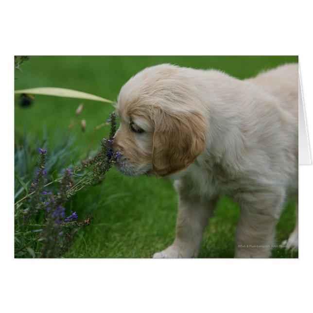 Golden Retriever Puppy (Vorderseite (Horizontal))
