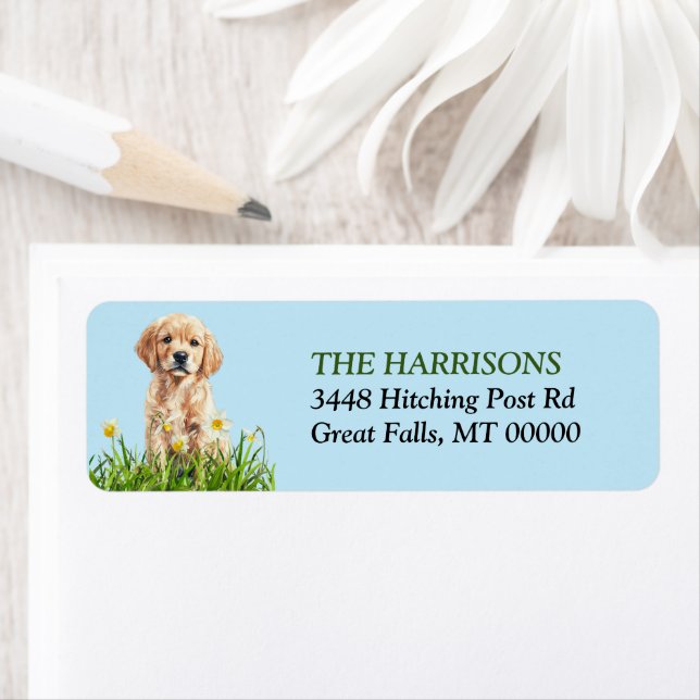 Golden Retriever Puppy (Insitu)