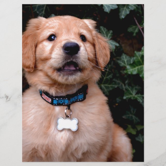 Golden Retriever Puppy (Vorderseite)