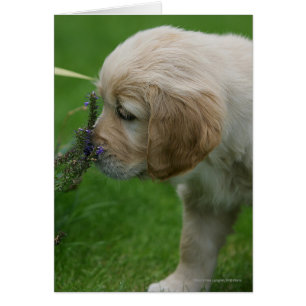 Golden Retriever Puppy