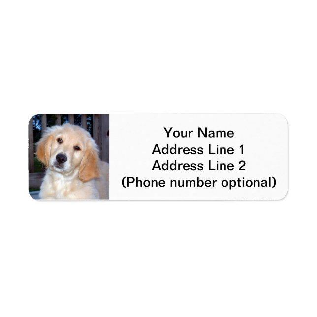 Golden Retriever Puppy (Vorne)