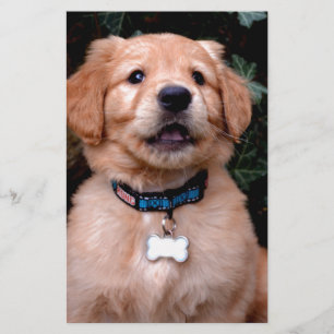 Golden Retriever Puppy