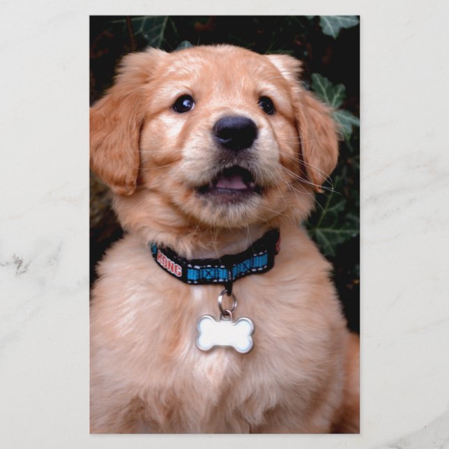 Golden Retriever Puppy (Vorderseite)