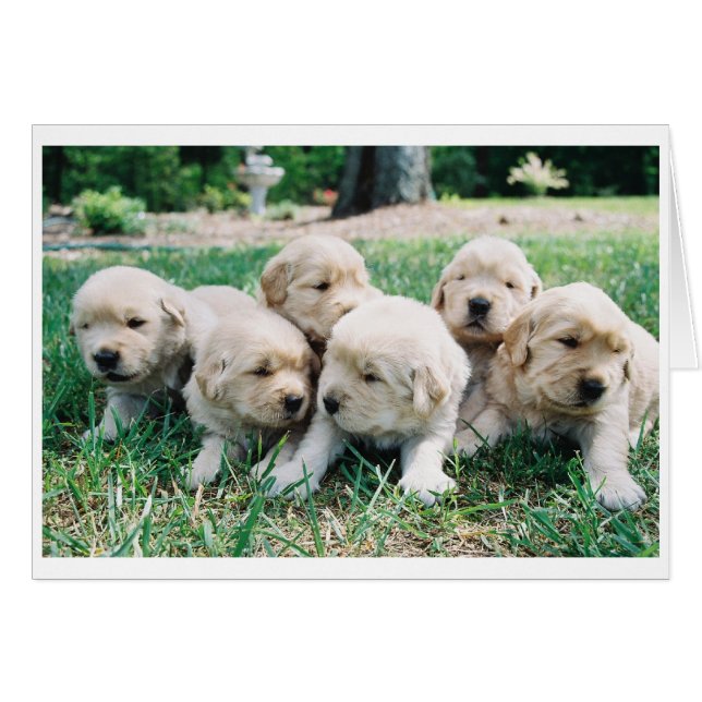 Golden Retriever Puppy 6 Pack (Vorderseite (Horizontal))