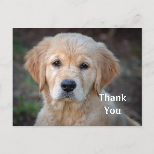 Golden Retriever Puppy Danke, Postkarte (Vorderseite)