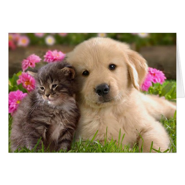 Golden Retriever Puppy Dog and Kitten Blank (Vorderseite (Horizontal))