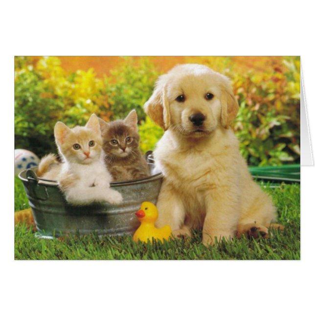 Golden Retriever Puppy Dog and Kittens Blank (Vorderseite (Horizontal))