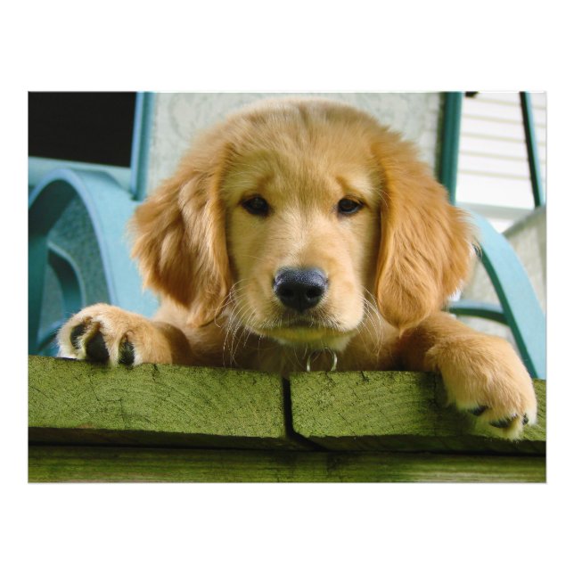 Golden Retriever Puppy Dog Canis Lupus Familiaris Fotodruck (Vorne)