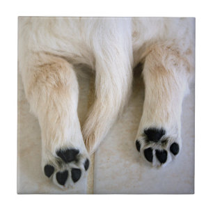 Golden Retriever Puppy Fliese