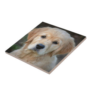 Golden Retriever Puppy Fliese