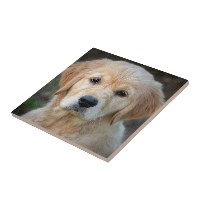 Golden Retriever Puppy Fliese (Seite)